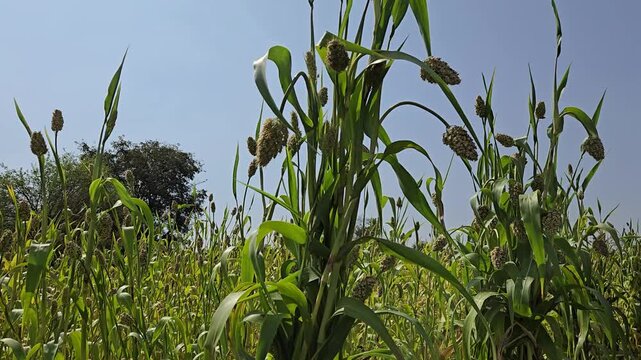 Sorghum (Sorghum bicolor) is a robust grass crop cultivated for its edible seeds, often used for food, animal feed, and biofuel production.