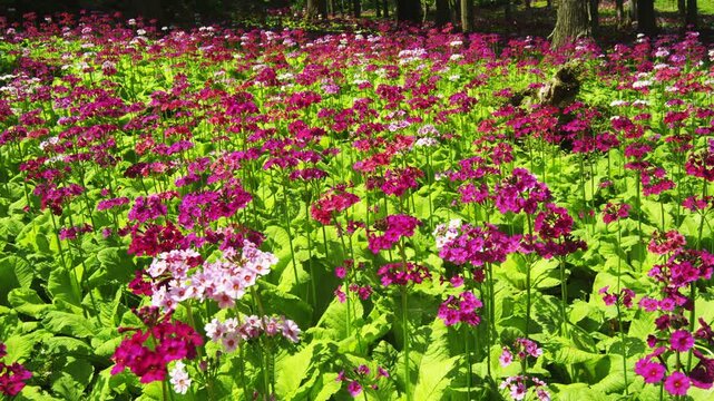四十八滝山野草花園のクリンソウ