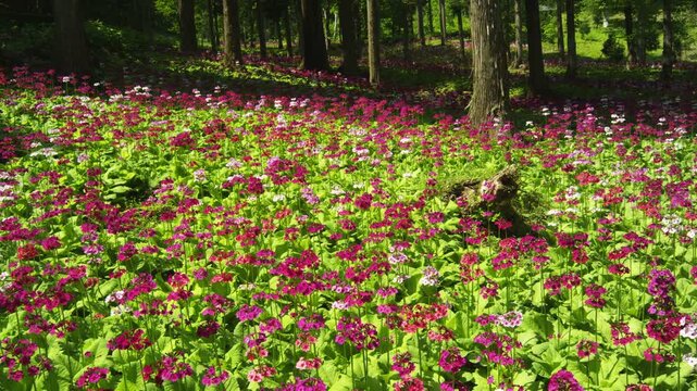 四十八滝山野草花園のクリンソウ