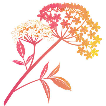 elderflower colorful on white background