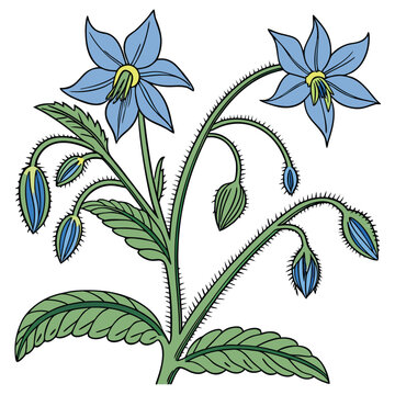 borage with leaves