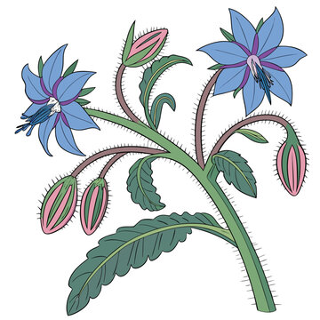 borage colorful on white background