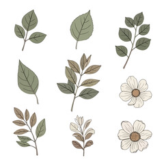 Obraz premium Botanical Illustration Set – Leafy Branches, Green & Brown Foliage, White Daisy Flowers Clipart Collection...!!