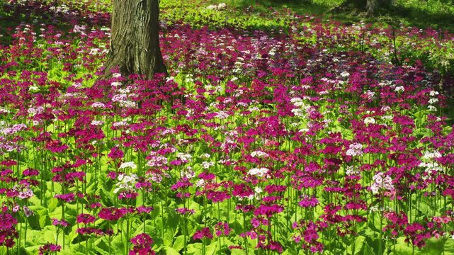 四十八滝山野草花園のクリンソウ