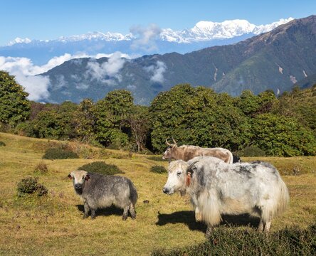 Yak or dzo in Himalaya mountain bos mutus grunniens