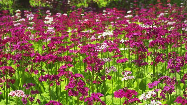 四十八滝山野草花園のクリンソウ