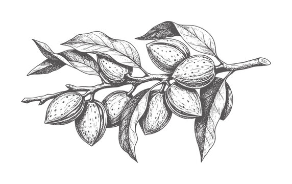 Vintage of almond branch with fruits and leaves leaf