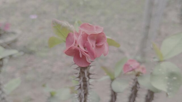 Close-up video of a vibrant pink Crown of Thorns flower blooming with sharp thorns on its stem, set against a soft, blurred natural background, ideal for nature, gardening, or botanical themes.