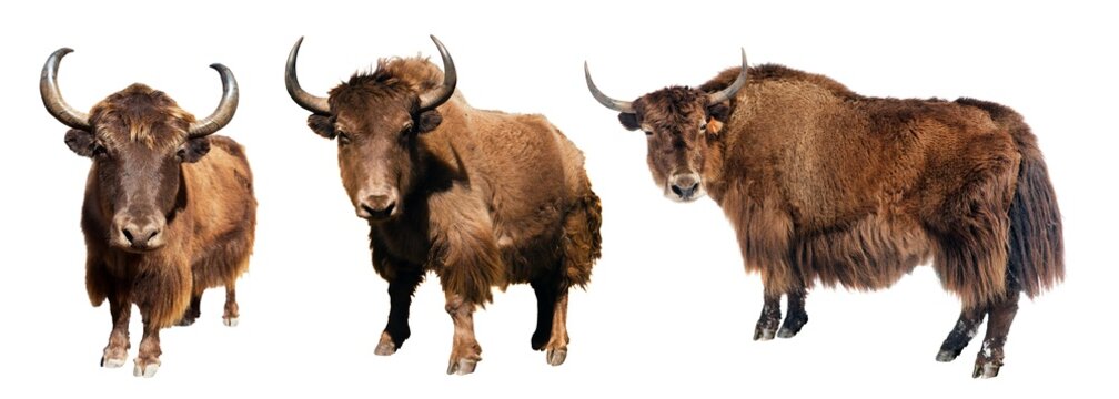 Yak three brown yaks isolated Bos mutus grunniens