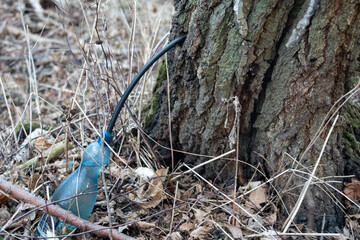 Pozyskiwanie naturalnego i zdrowego soku z pnia brzozy © qrrr