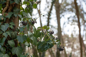 Bluszcz pospolity i jego charakterystyczne owoce w postaci kulek © qrrr
