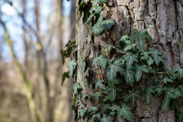 Bluszcz pospolity rosnący na sośnie © qrrr