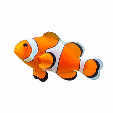 Orange Clownfish Swimming Against White Background, Marine Life