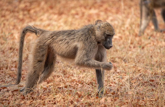 Baboon looking for food in Moremi Game Reserve, Botswana, Africa
