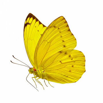 Bright yellow butterfly with open wings resting on green stem isolated on white