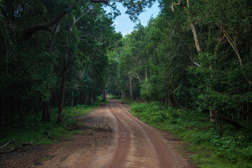 Fototapeta premium Strada sterrata all'interno del parco nationale di Wilpattu in sri lanka