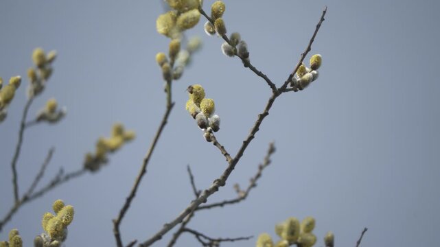 Bees landing on tree branches with buds and flowers, pollination activity in spring &ndash; macro nature footage