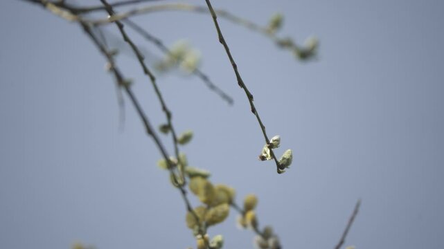 Bees landing on tree branches with buds and flowers, pollination activity in spring &ndash; macro nature footage
