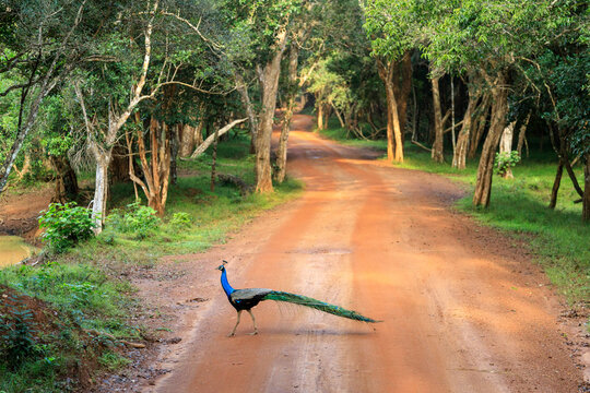 pavone lungo la strada nel parco nationale di Wilpattu in sri lanka