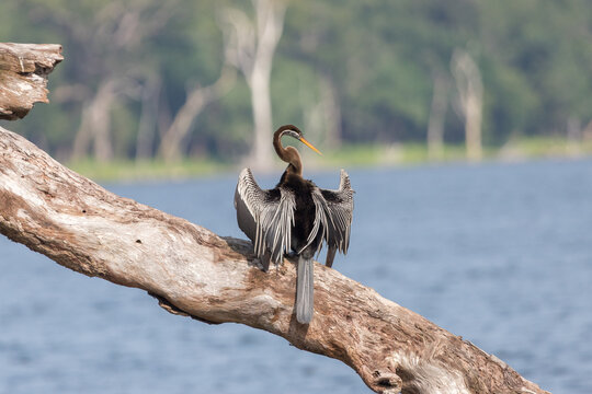 Cormorano in un villu (ovvero lago) in Willpattu in Sri Lanka