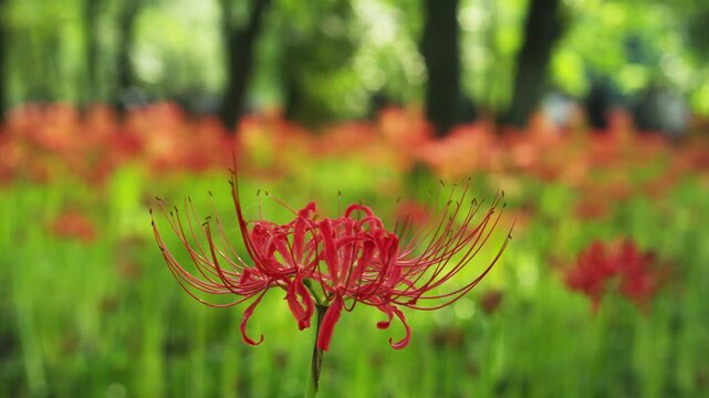 巾着田の彼岸花