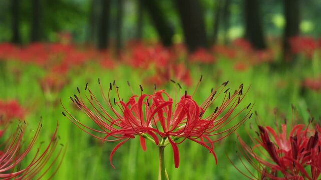 巾着田の彼岸花