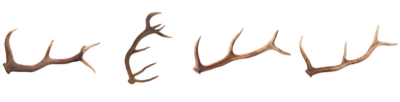 Collection of natural deer antlers in various orientations, isolated on a transparent background for versatile design.