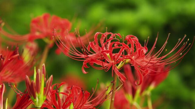 巾着田の彼岸花