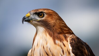 Fototapeta premium Red Tailed Hawk Buteo Jamaicensis
