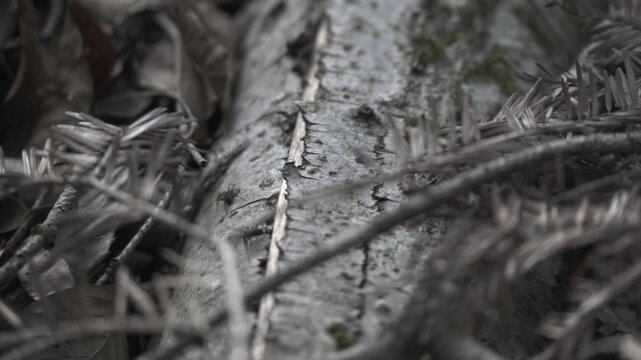 Spiders fighting on tree bark, aggressive interaction in natural habitat &ndash; macro wildlife footage