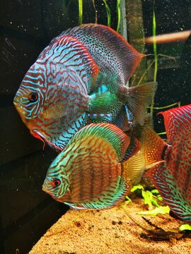 Farbenfrohe Diskusfische (Symphysodon) im Aquarium mit gr&uuml;nen Wasserpflanzen und Sandboden