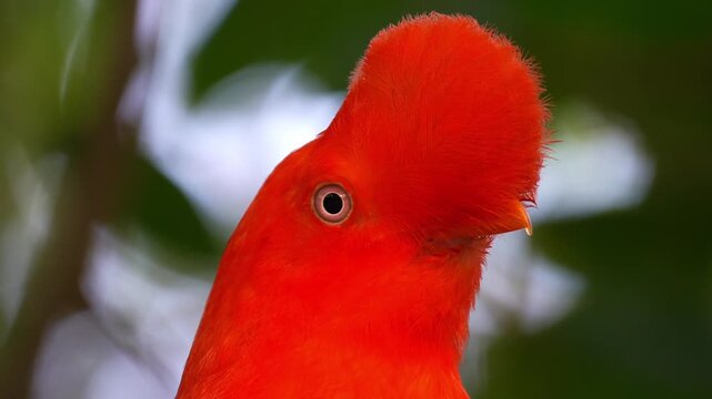 Close up portrait shot of a male Andean cock-of-the-rock (Rupicola peruvianus) with striking plumage, looking around the surroundings.