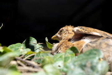 Fototapeta premium Tiny Chick Exploring the Wild Garden
