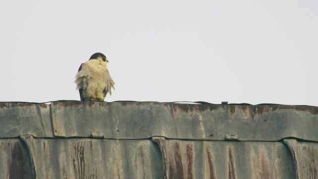 Peregrine falcon perched on rooftop ledge powerful bird of prey resting in urban environment with clear sky background wildlife scene United Kingdom