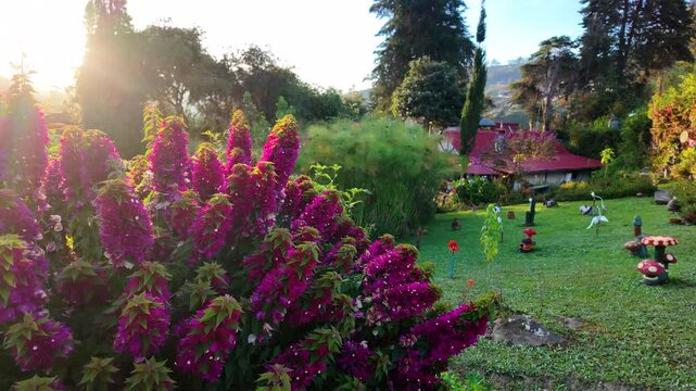 Vibrant fuchsia flowers illuminated by the early morning sun, with a traditional alpine-style house in the scenic hills of Colonia Tovar.