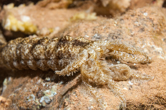 Egypt, Taba, Sea Cucumber (Holothuroidea, fam.)