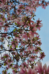 Magnolia tree blossom