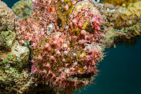 Egypt, Taba, Frogfish (Antennarius, sp.)
