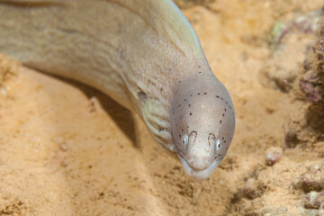 Obraz premium Egypt, Taba, Geometric Moray Eel (Siderea grisea, Gymnothorax griseus)