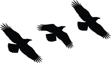 Obraz premium Black silhouette vector illustration showing large birds in flight with wings spread wide in dynamic motion and graceful posture