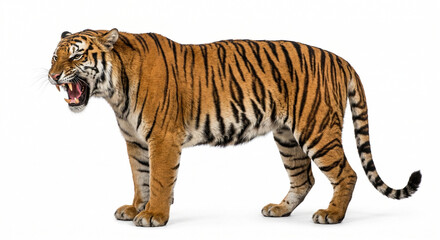 Obraz premium tiger isolated on white background