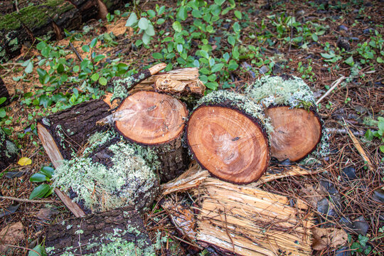 Old tree trunks covered with pale green lichens Usnea wasmuthii and Flavoparmelia caperata in the park