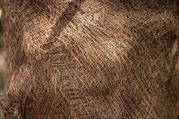 Texture of coir, the brown, hairy bark of a palm tree, in its natural environment, extreme close-up © Olha K