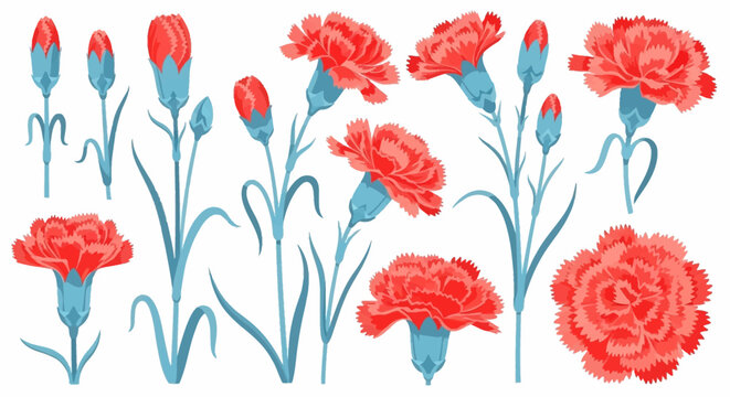 Red Carnation Flower Illustration Set with Buds and Stems Isolated on White Background