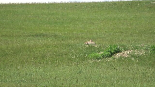 Tarbagan or Mongolian marmot running on green grass