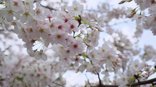 Close-up of pink sakura cherry blossoms in full bloom over Meguro River, Tokyo. Scenic spring landscape with soft petals and a calm river atmosphere in Japan.