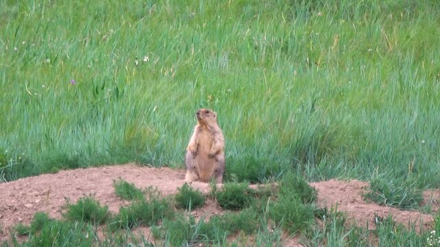 Tarbagan or Mongolian marmot lies on a stone