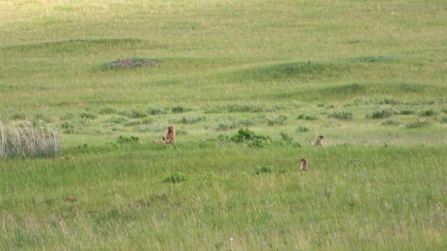 Tarbagan or Mongolian marmot running on green grass
