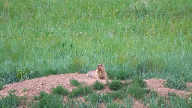 Tarbagan or Mongolian marmot lies on a stone