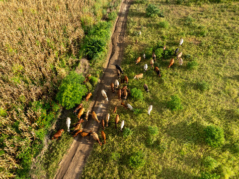 Aerial view of cattle grazing along a dirt path that cuts through fields of green and gold, casting long shadows in the Zambian sun, Chilanga, Lusaka Province, Zambia.